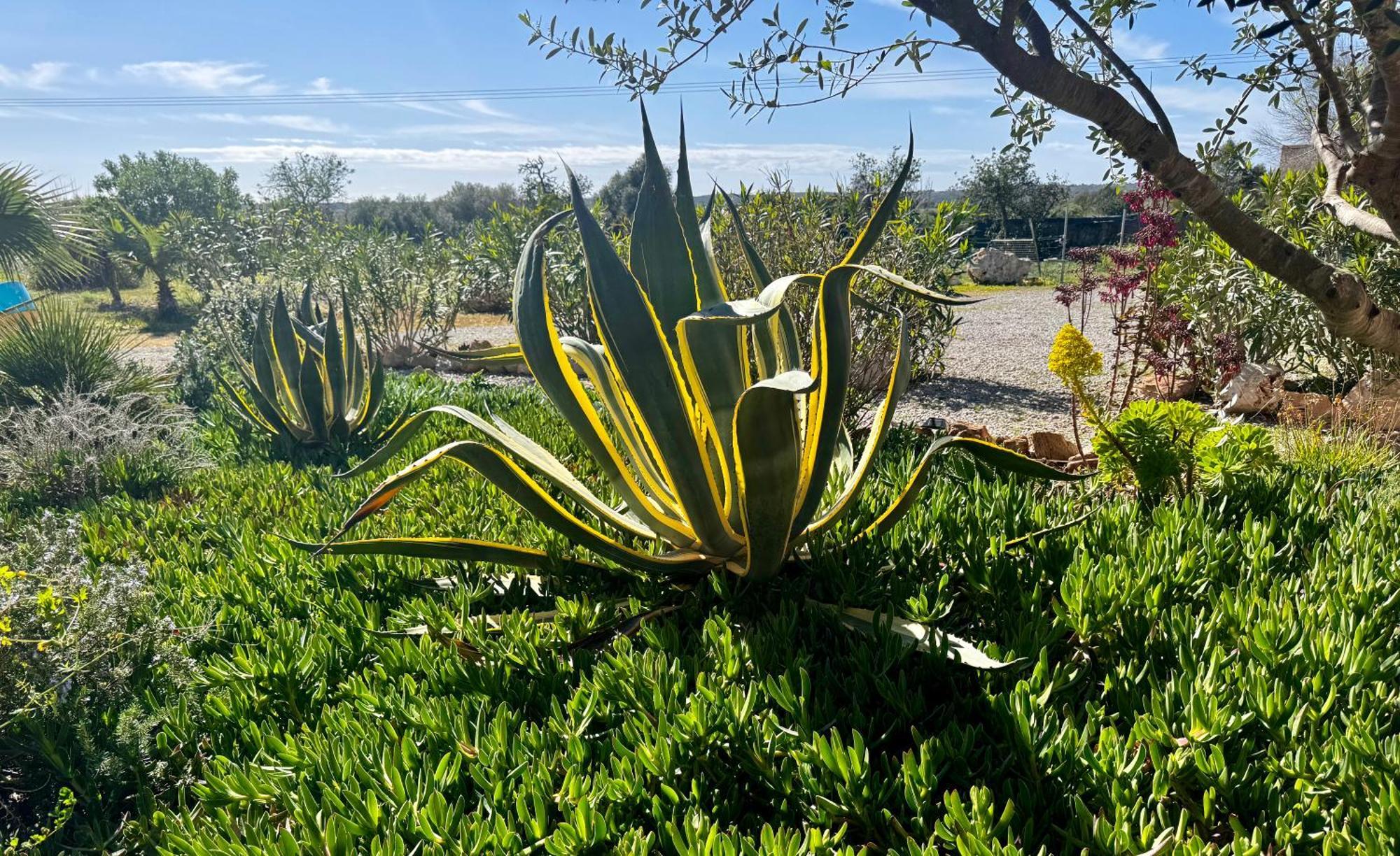 Finca Es Velar Santanyí Extérieur photo